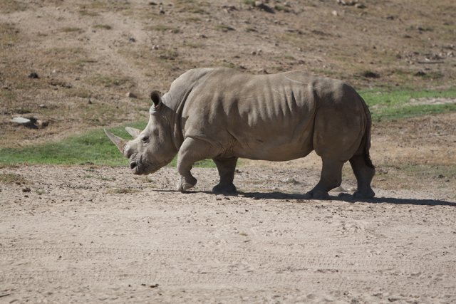 Rhino on the Move