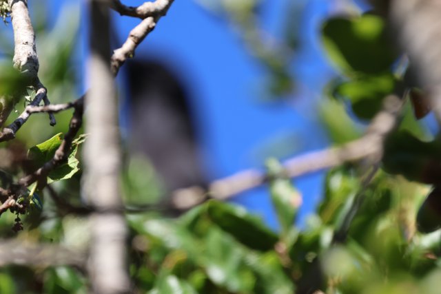 Hidden Among the Leaves