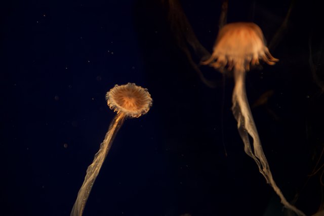 Graceful Jellyfish in the Underwater World