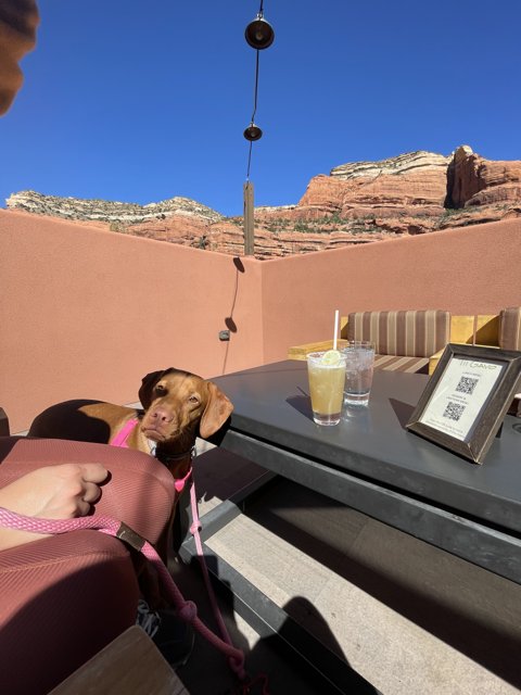 Table Dog with a Drink