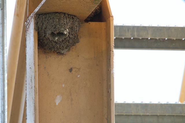 Barn Swallow Nest in Artificial Shelter Box