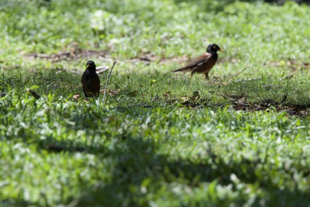 Serene Gathering: Birds in the Honolulu Zoo