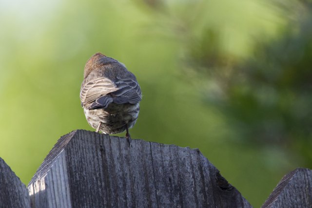 Perched Perspectives