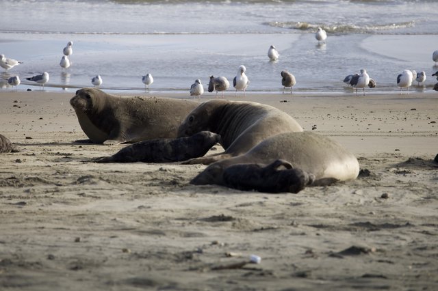 Elephant Seal Family Resting on Drakes Beach