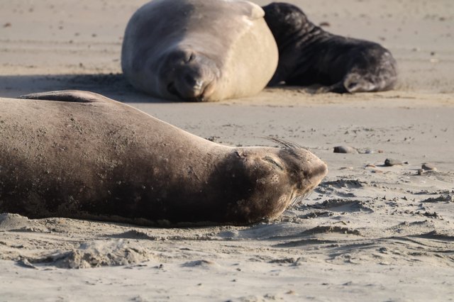 Elephant Seals Resting on Sandy Beach at Drakes Beach
