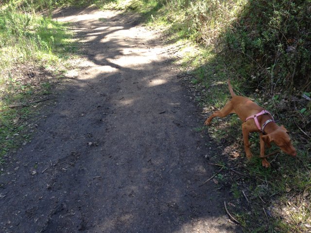 A Furry Hound strolling on a Scenic Trail