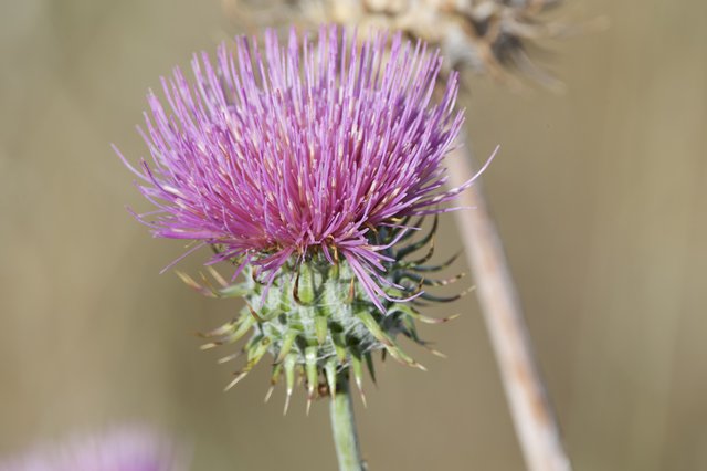 Purple Thistle Bloom in Golden California Sunlight