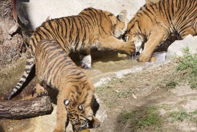 Three Wild Tigers Quenching Their Thirst