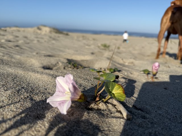 Blossoms by the Beach