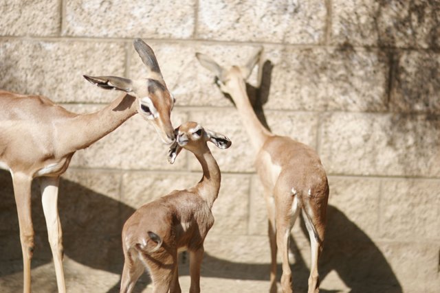 Sweet Encounter with Three Antelopes