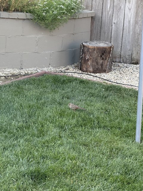 Feathered Visitor in the Backyard