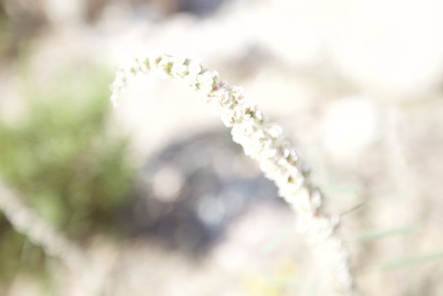 White Flowered Plant in the Winter Chill