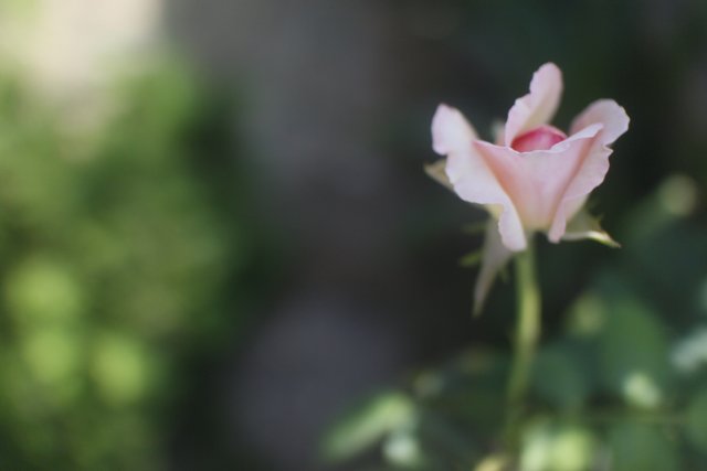 Pink Rose in Altadena