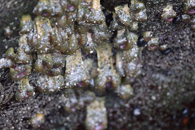 Encrusted Intertidal Life at Schoolhouse Beach Tide Pools