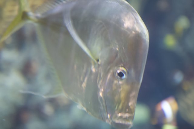 Blue-Eyed Surgeonfish in Penelope's Aquarium