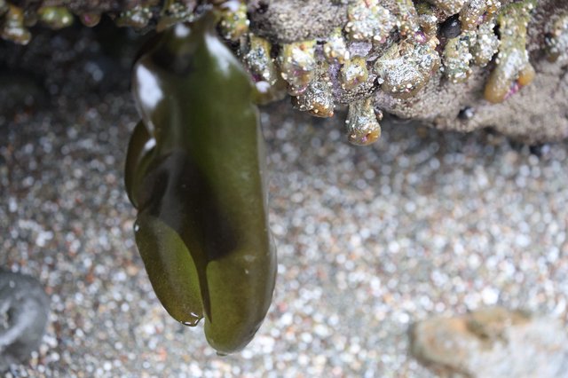 Kelp Frond Draped Over Barnacle-Encrusted Rock