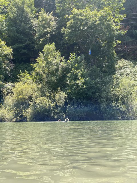 Man on a Boat Surrounded by Greenery