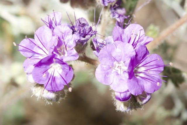 Purple Blossoms in the Desert