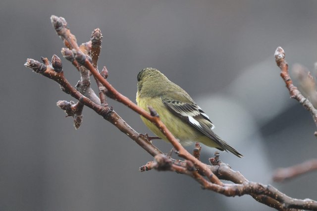 Lesser Goldfinch Perched on Winter Branch