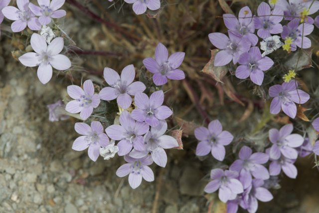 Purple Geranium Blossoms on the Rocks