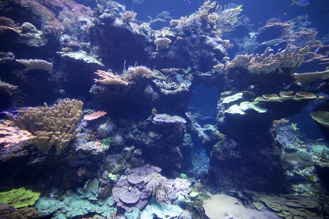 Vibrant Coral Reef Ecosystem with Diverse Marine Life