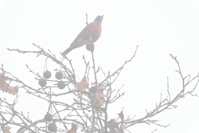 American Robin Perched in Misty Winter Branches