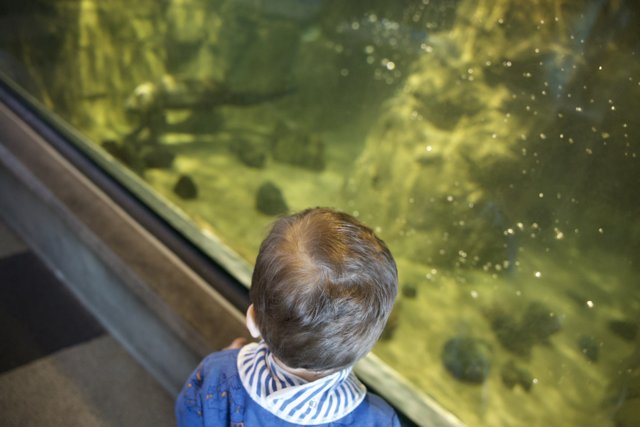 Gazing Into the Wonders of the Aquarium
