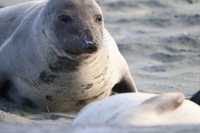 Northern Elephant Seal Resting on Sandy Beach