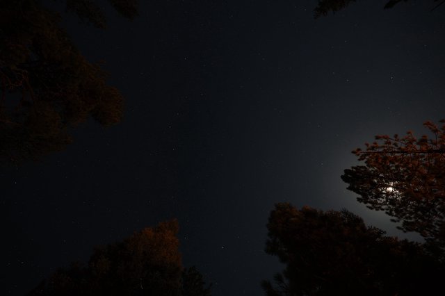 Moonlit Pines Beneath a Star-Filled Sky