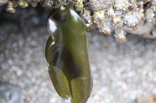 Emerald Seaweed Draped Beneath Tide Pool Rock