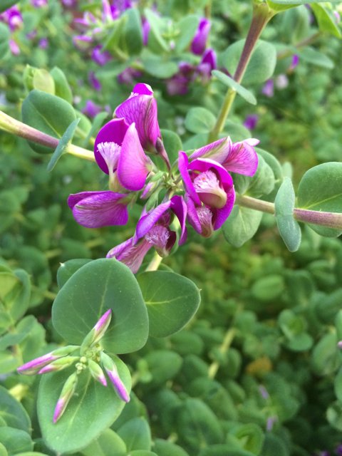 Majestic Purple Geranium
