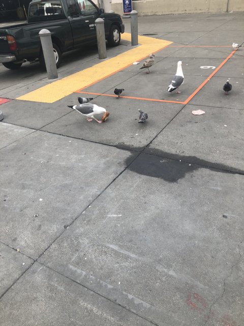 Fowl Meeting