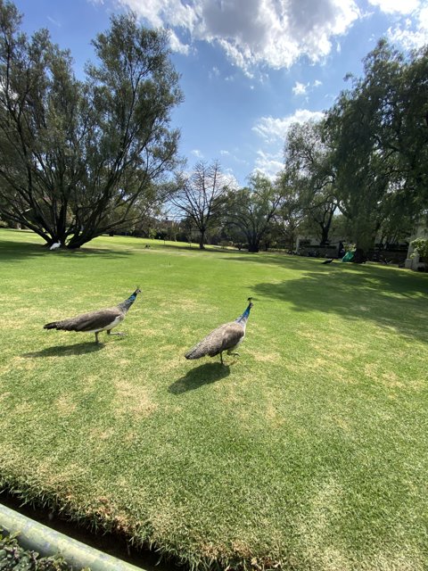 Peacocks in the Park