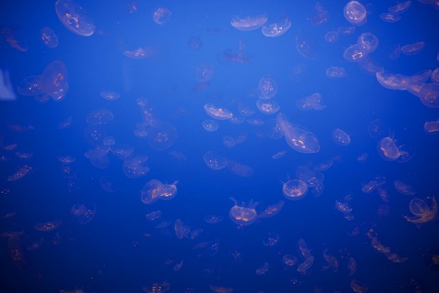 Underwater Ballet of the Monterey Jellyfish