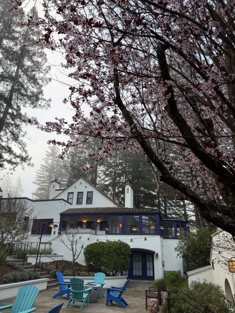 Tranquil Morning in Guerneville