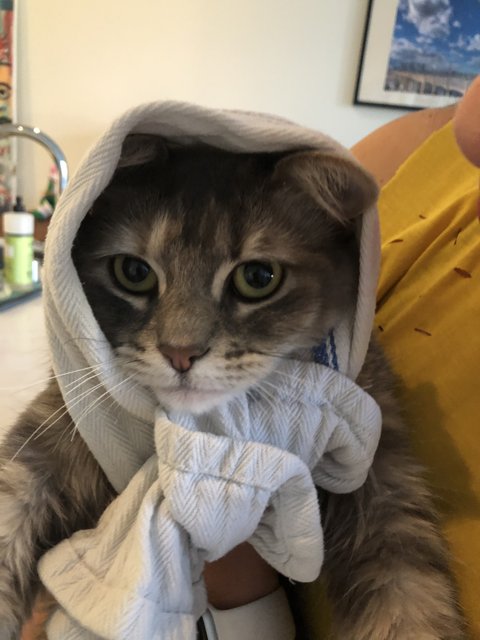 Towel-Headed Cat