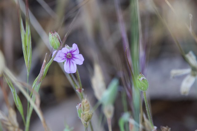 Delicate Wild Geranium Blooms Among Dry Grasses