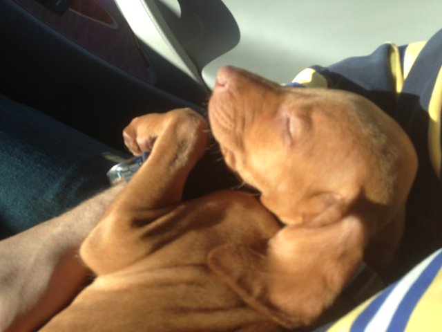 Peaceful Pup in the Car Seat