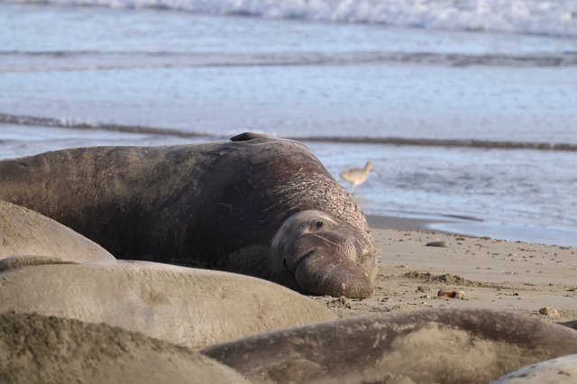 Elephant Seal Resting on Drakes Beach Shore