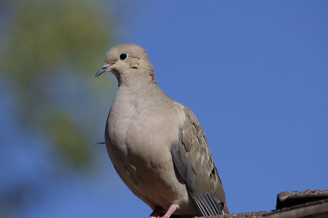 Mourning Dove Portrait Against Clear Blue Sky