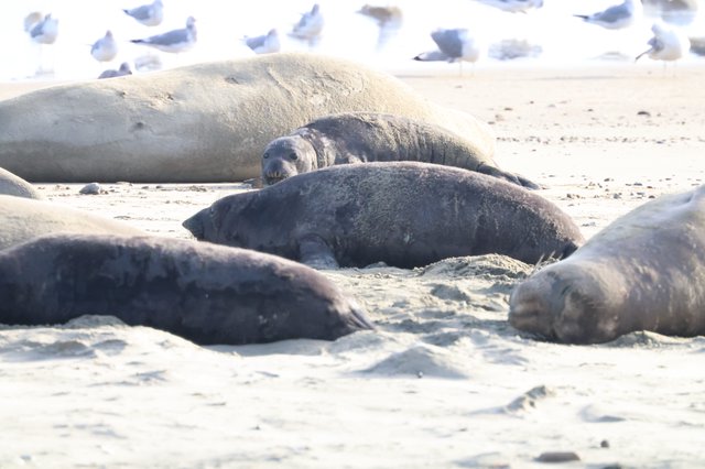 Elephant Seals Resting on Drakes Beach Sand