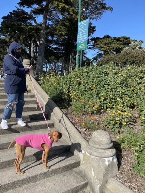 Walking the Pup in Alamo Square