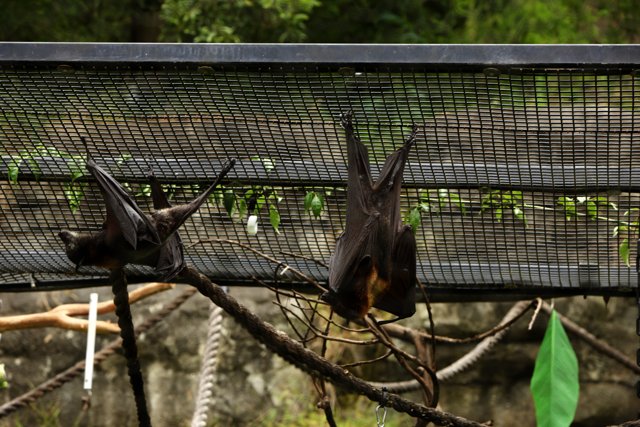 The Upside Down World of Bats