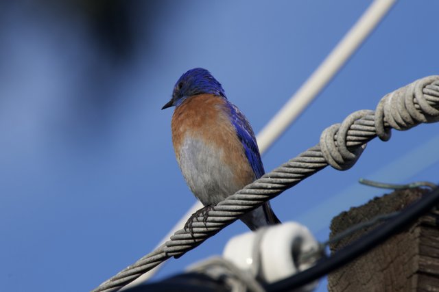 Perched Elegance