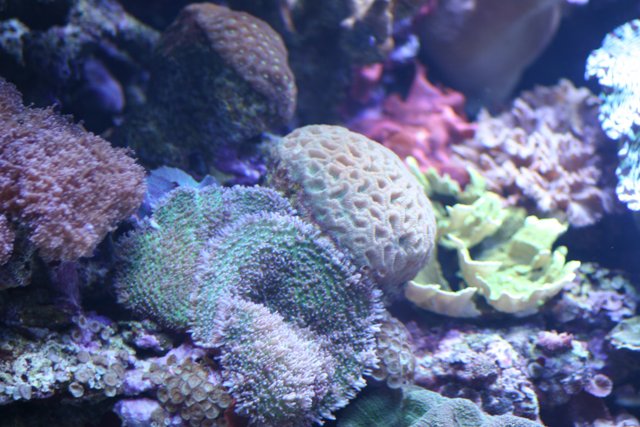 A Diverse and Vibrant Coral Reef