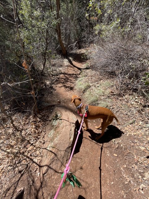 A Canine Adventure in Coconino National Forest