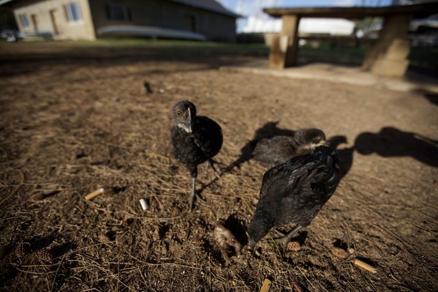 Flock of Ground-Pecking Chickens