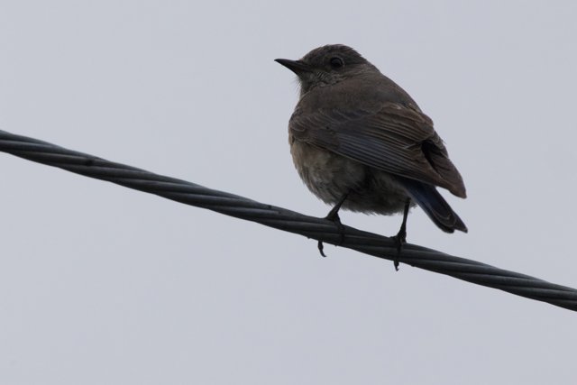 Perched on a Wire