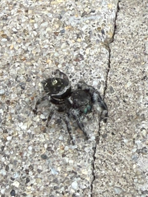 Tiny Guardian of the Veranda