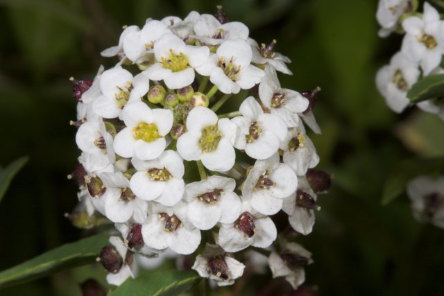 Close up of a White Geranium Flower